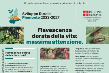 Flavescenza dorata colture vitivinicole